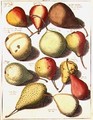 Pears - (after) Knoop, Johannes Hendrik