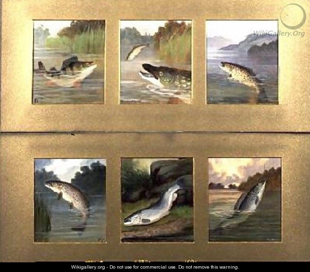 Selection of Fish Paintings - A. Roland Knight