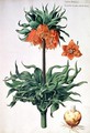 Fritillaria imperialis - Pieter van Kouwenhoorn