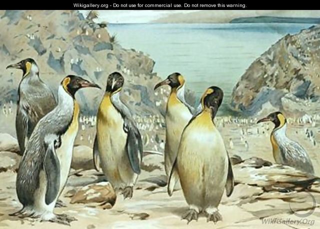 Emperor Penguin - Wilhelm Kuhnert