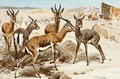 Gazelles - Wilhelm Kuhnert