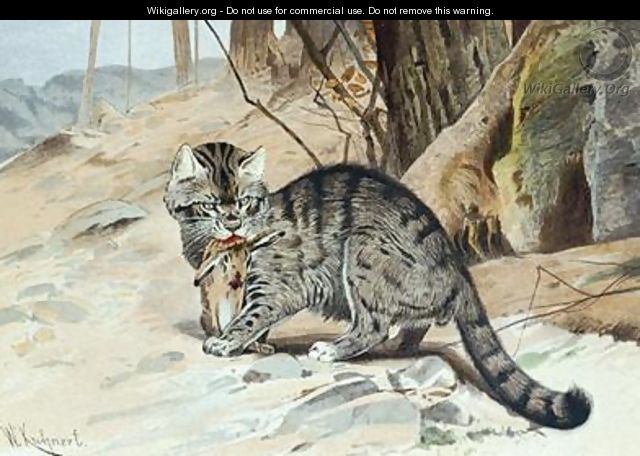 Wildcat - Wilhelm Kuhnert
