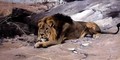 Lion Reclining in a Rocky Landscape - Wilhelm Kuhnert