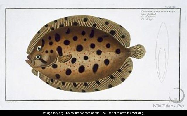 The Whiff Pleuronectus Punctatus - Andreas-Ludwig Kruger