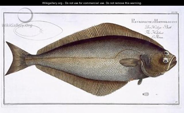 Halibut Pleuronectes Hippoglossus - Andreas-Ludwig Kruger