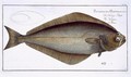 Halibut Pleuronectes Hippoglossus - Andreas-Ludwig Kruger