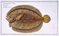 The Argus Flounder Pleuronectes Argus - Andreas-Ludwig Kruger