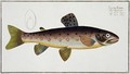 Brown Trout Salmo Iasustris - Andreas-Ludwig Kruger