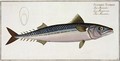 Mackerel Scomber Scomber - Andreas-Ludwig Kruger