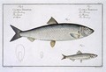 Herring Clupea Harengus - Andreas-Ludwig Kruger