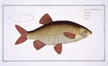 Red Carp Cyprinus Erithrophthalmus - Andreas-Ludwig Kruger