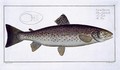 Sea Trout Salmo Trutta - Andreas-Ludwig Kruger