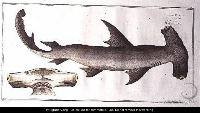 Hammerhead Shark Balance Fish - Andreas-Ludwig Kruger