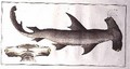 Hammerhead Shark Balance Fish - Andreas-Ludwig Kruger