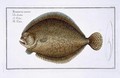 Turbot Pleuronectes Maximus - Andreas-Ludwig Kruger