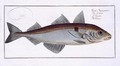 Haddock Gadus Aeglefinus - Andreas-Ludwig Kruger