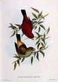 Haematospiza Sipahi - John Gould