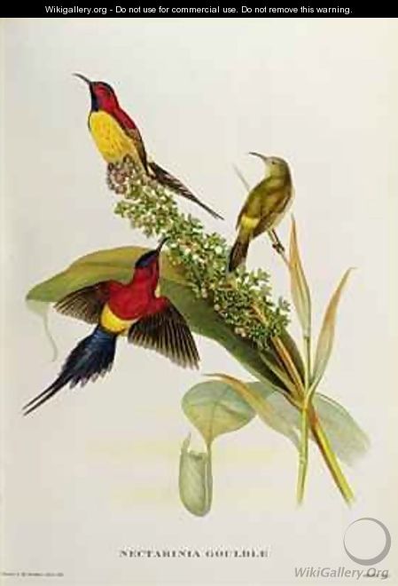 Nectarinia Gouldae from Tropical Birds - John Gould