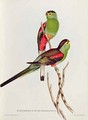 Psephotus Pulcherrimus - John Gould