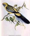 Platycercus Flaveolus - John Gould