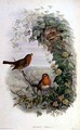 Robin 2 - John Gould