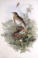 Thrush with its nest - John Gould