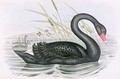 The Black Swan - John Gould
