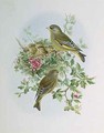 Greenfinch - John Gould