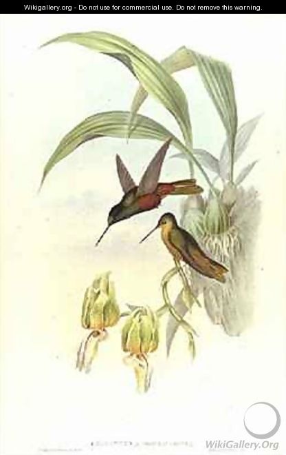 Bonapartes Star Fronted Hummingbird - John Gould