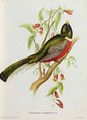 Trogon Ambiguus - John Gould