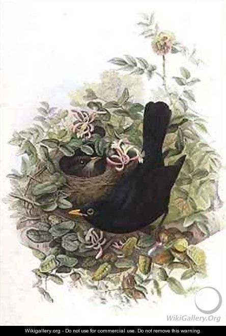 Blackbird - John Gould