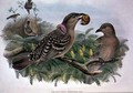 Chlamydera Orientalis - John & Hart, William Gould