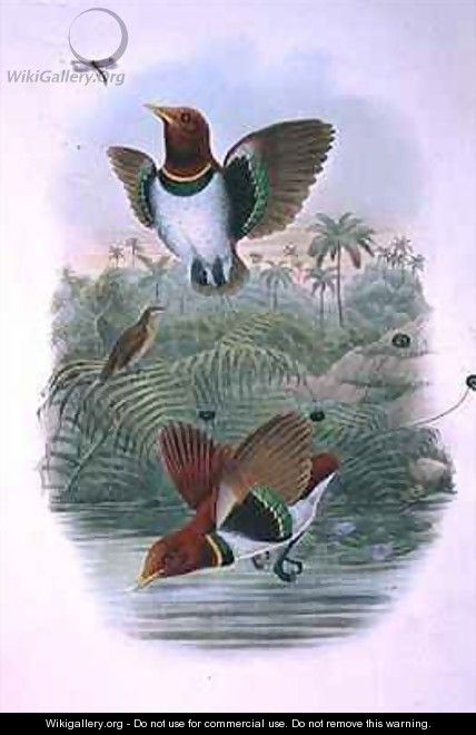 Cicinnurus Regius - John & Hart, William Gould
