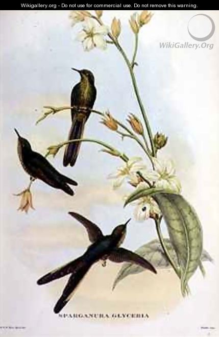 Sparganura Glyceria from Tropical Birds - John & Hart, William Gould