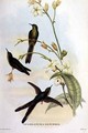 Sparganura Glyceria from Tropical Birds - John & Hart, William Gould