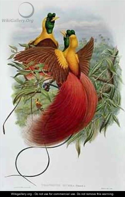 Uranornis Rubra - John & Hart, William Gould