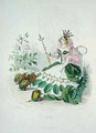 The Rose Rosa Centifolia the Queen of the Flowers - (Jean Ignace Isidore Gerard) Grandville