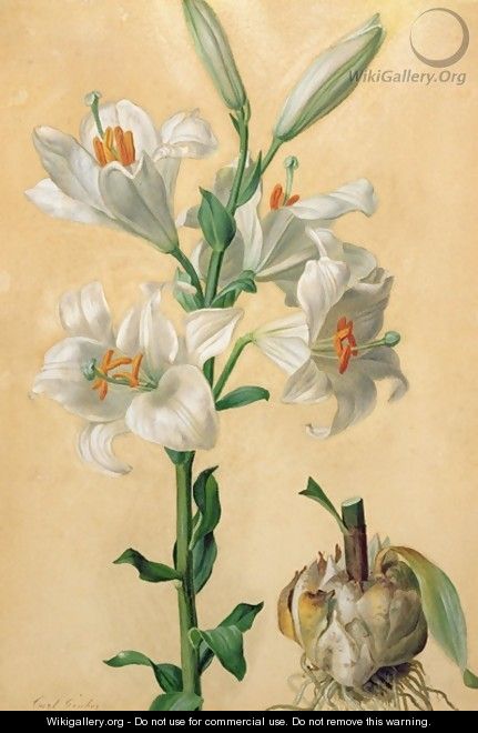 White Lily Amaryllis Candidum - Carl Franz Gruber
