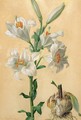 White Lily Amaryllis Candidum - Carl Franz Gruber
