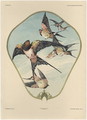 Fan plate 30 from Fantaisies decoratives - (after) Habert-Dys, Jules-Auguste