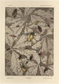 Beetles plate 38 from Fantaisies decoratives - (after) Habert-Dys, Jules-Auguste