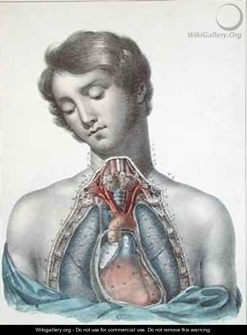 The heart and organs in the chest from Manuel dAnatomie descriptive du Corps Humain - (after) Haincelin