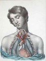 The heart and organs in the chest from Manuel dAnatomie descriptive du Corps Humain - (after) Haincelin