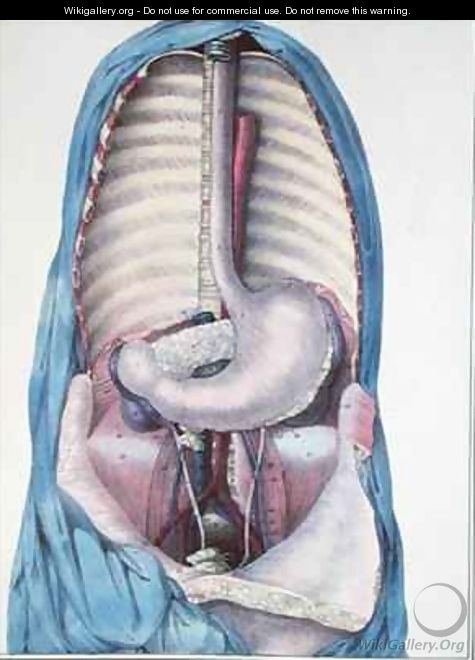 Anatomy of the oesophagus and the stomach from Manuel dAnatomie descriptive du Corps Humain - (after) Haincelin