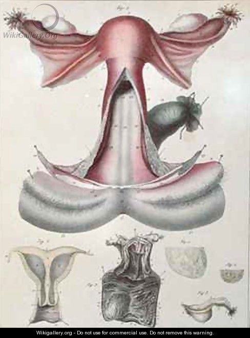 Anatomy of the uterus from Manuel dAnatomie descriptive du Corps Humain - (after) Haincelin
