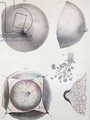 Anatomy of the breast from Manuel dAnatomie descriptive du Corps Humain - (after) Haincelin