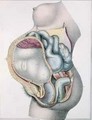 Anatomy of a pregnant woman from Manuel dAnatomie descriptive du Corps Humain - (after) Haincelin