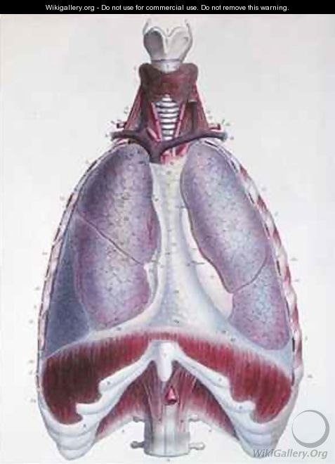 Anatomy of the lungs from Manuel dAnatomie descriptive du Corps Humain - (after) Haincelin