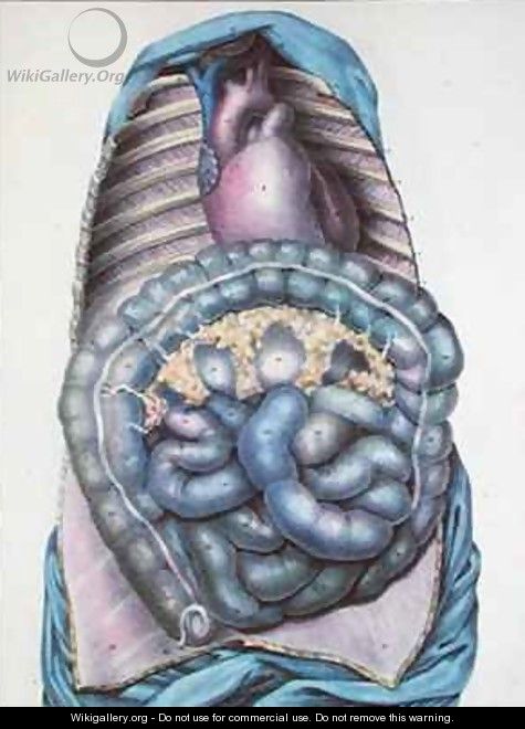 Anatomy of the large intestine from Manuel dAnatomie descriptive du Corps Humain - (after) Haincelin