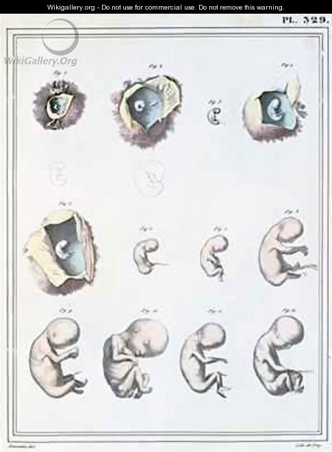 Diagram showing the stages of embryonic development, from Manuel dAnatomie Descriptive du Corps Humain - (after) Haincelin
